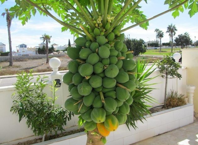 Herverkoop - Villa - Torrevieja - Aguas Nuevas